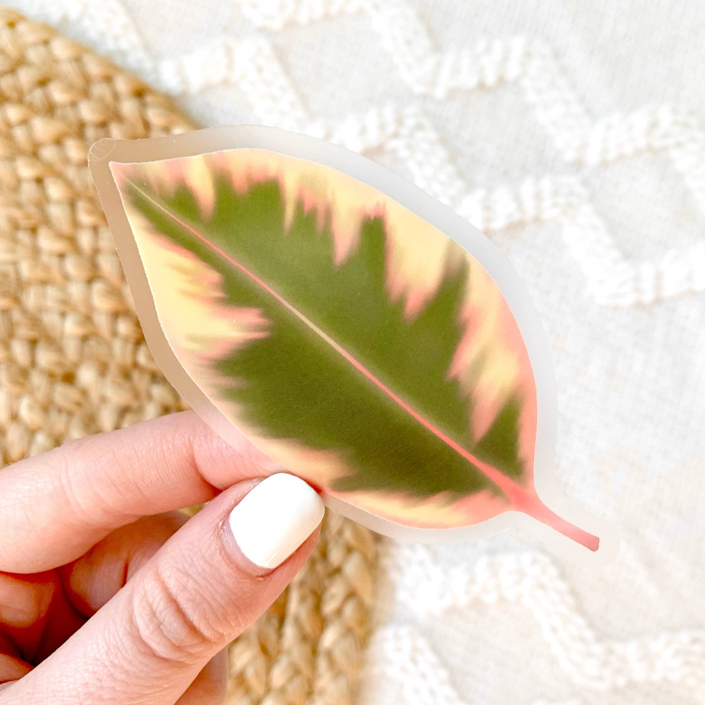 Clear Variegated Rubber Plant Leaf Sticker, 3.5x2in